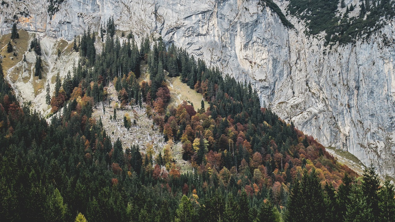 mountain highland trees free photo