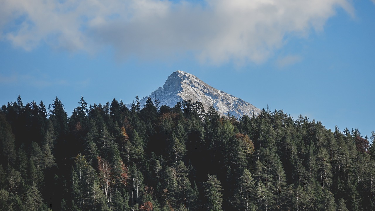 mountain highland trees free photo