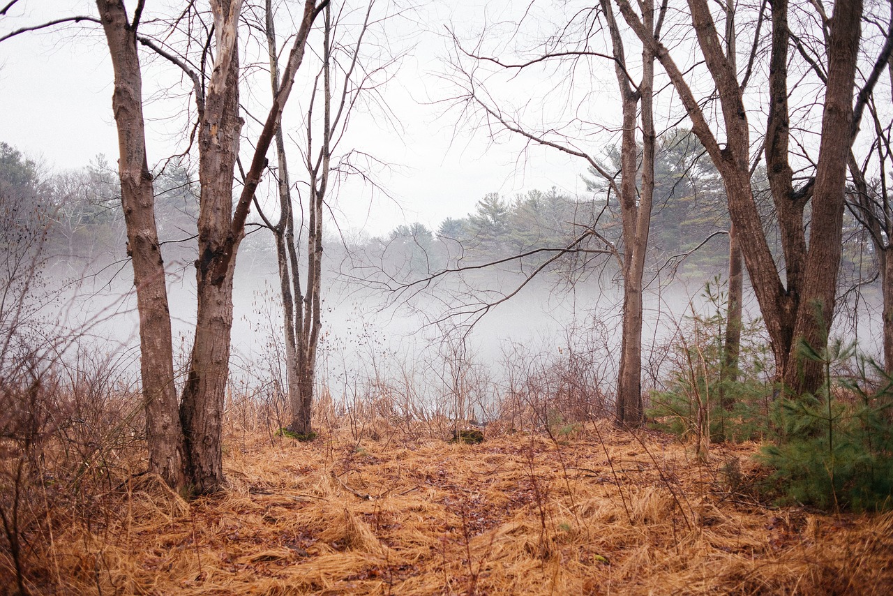 mountain forest trees free photo