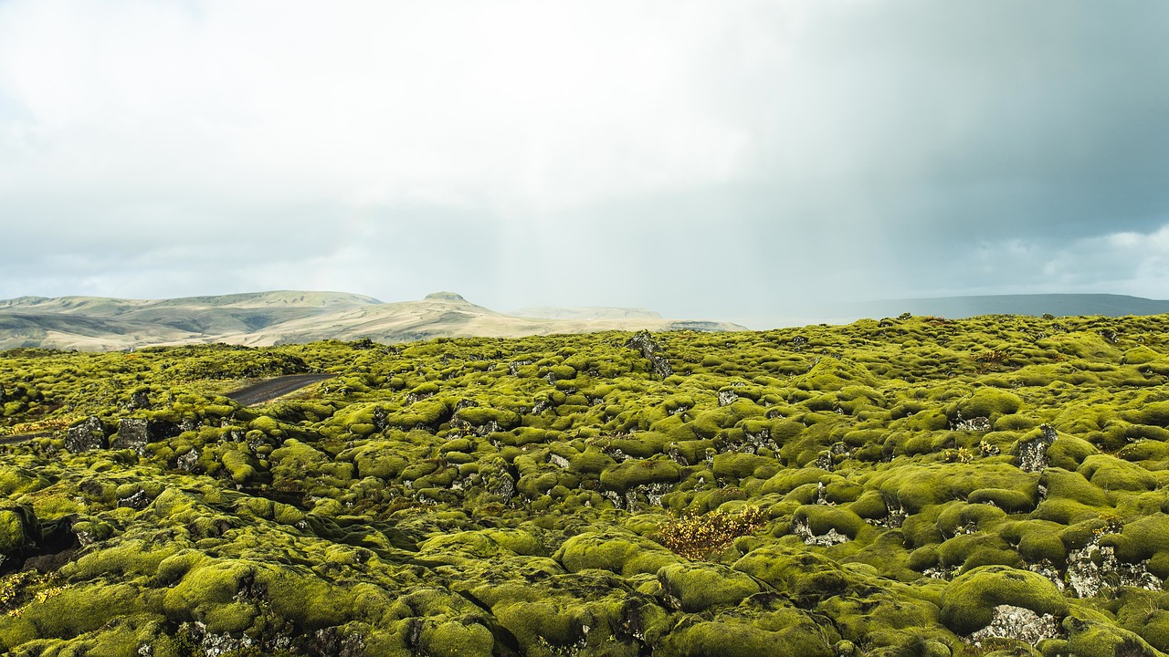 mountain green moss free photo