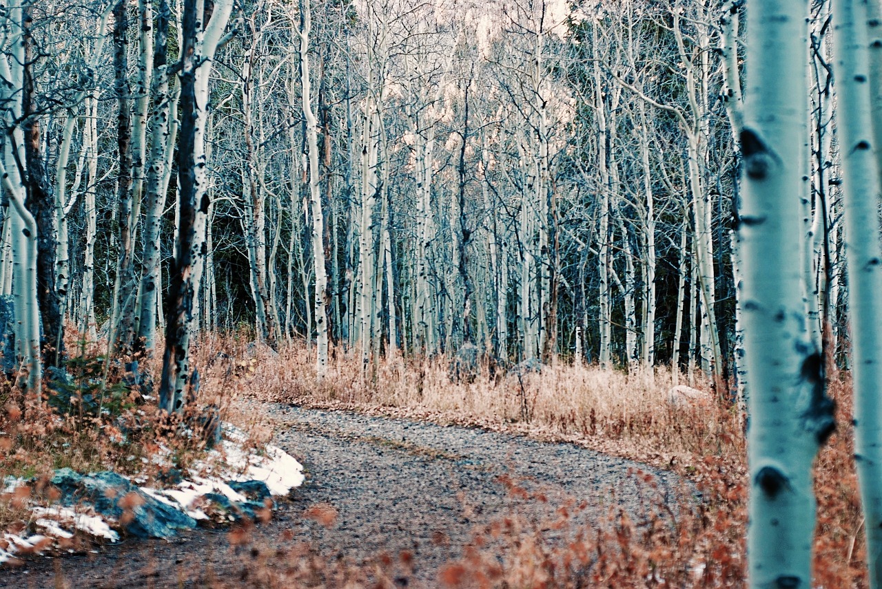 mountain nature trees free photo