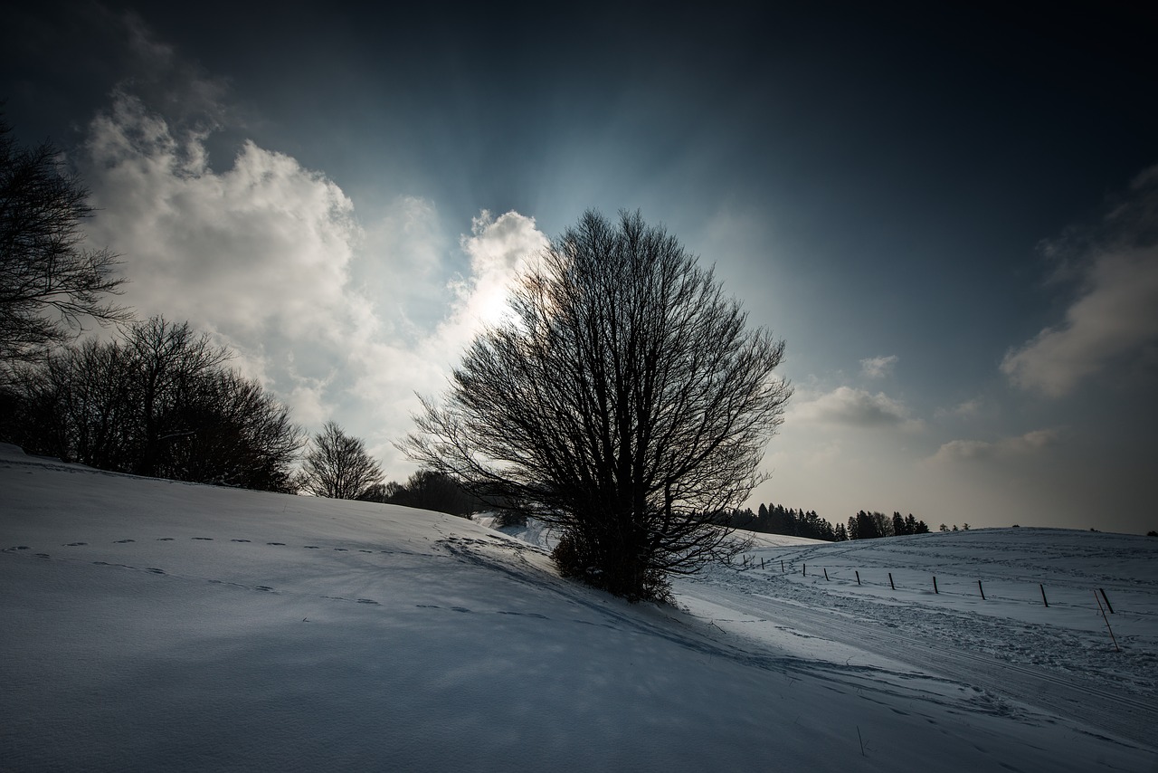 mountain trees nature free photo