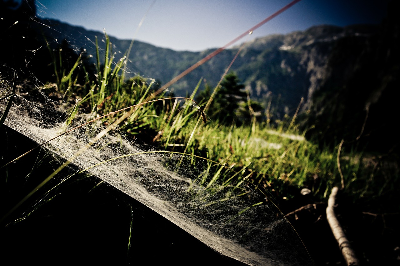 mountain spider web meadow free photo