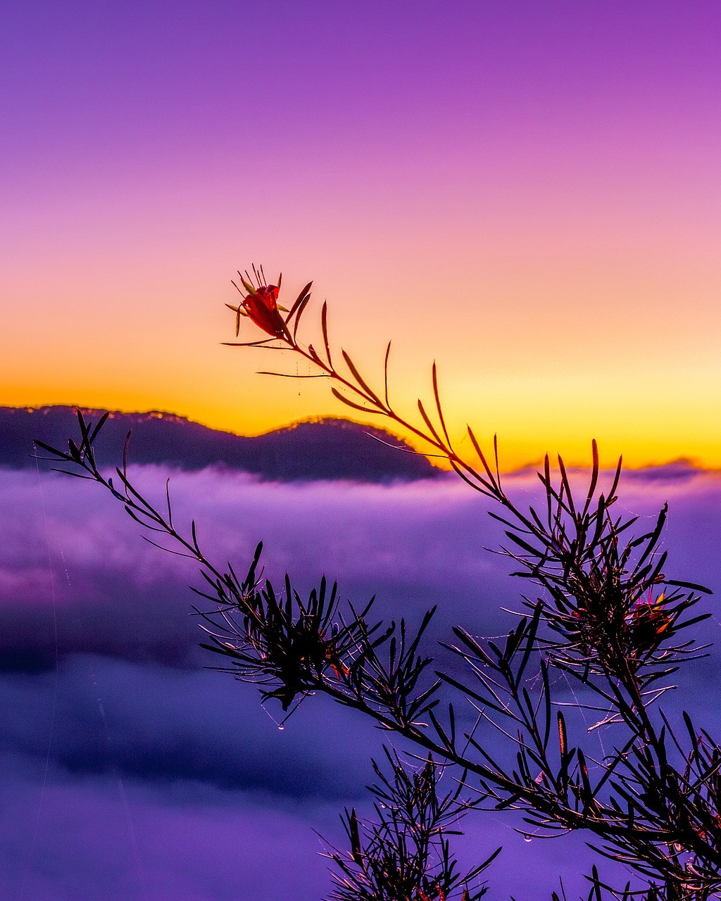 mountain mist sunrise free photo