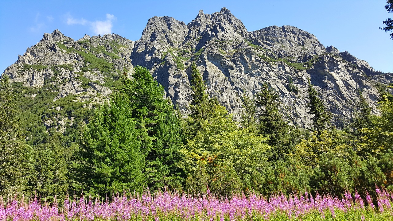 mountain nature flowers free photo