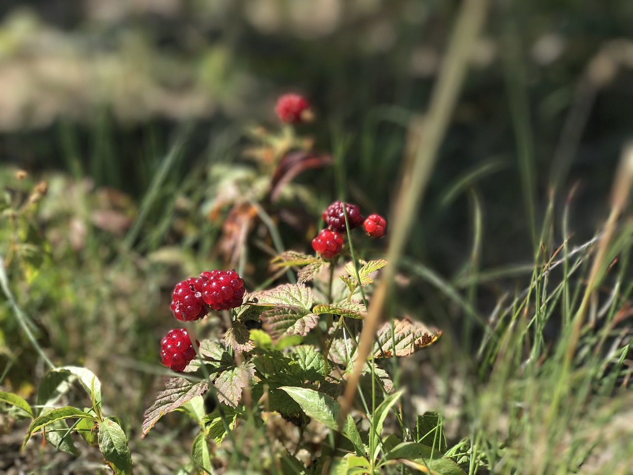 mountain fruit red fruit free photo