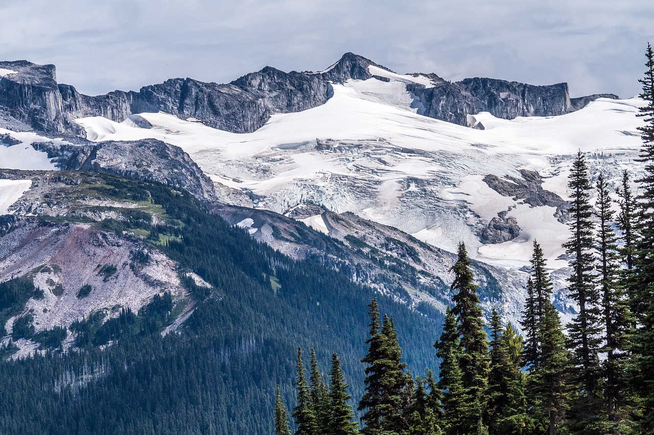 mountain evergreen snow free photo