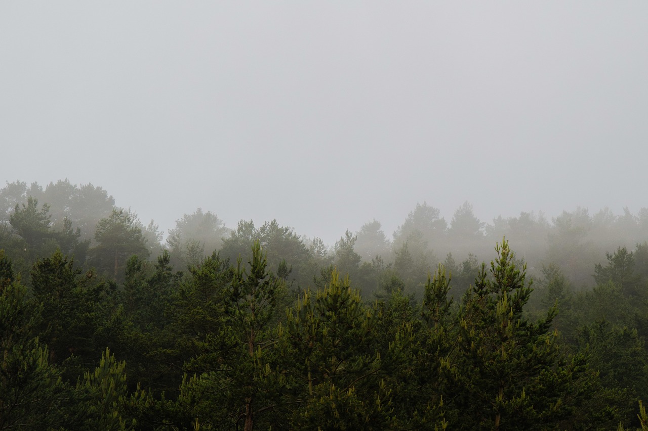 mountain fog pine free photo