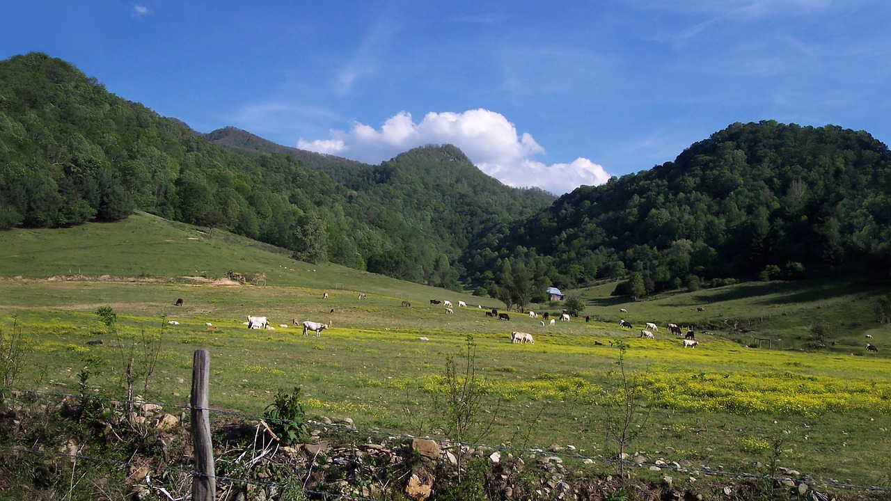 mountain pasture bucolic free photo
