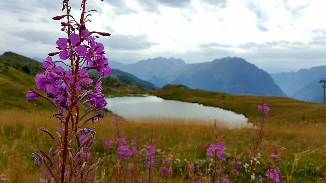 mountain flower lake free photo