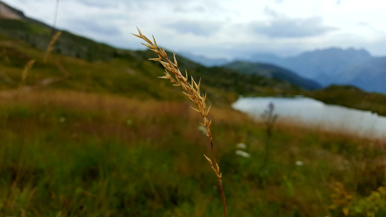 mountain wheat lake free photo