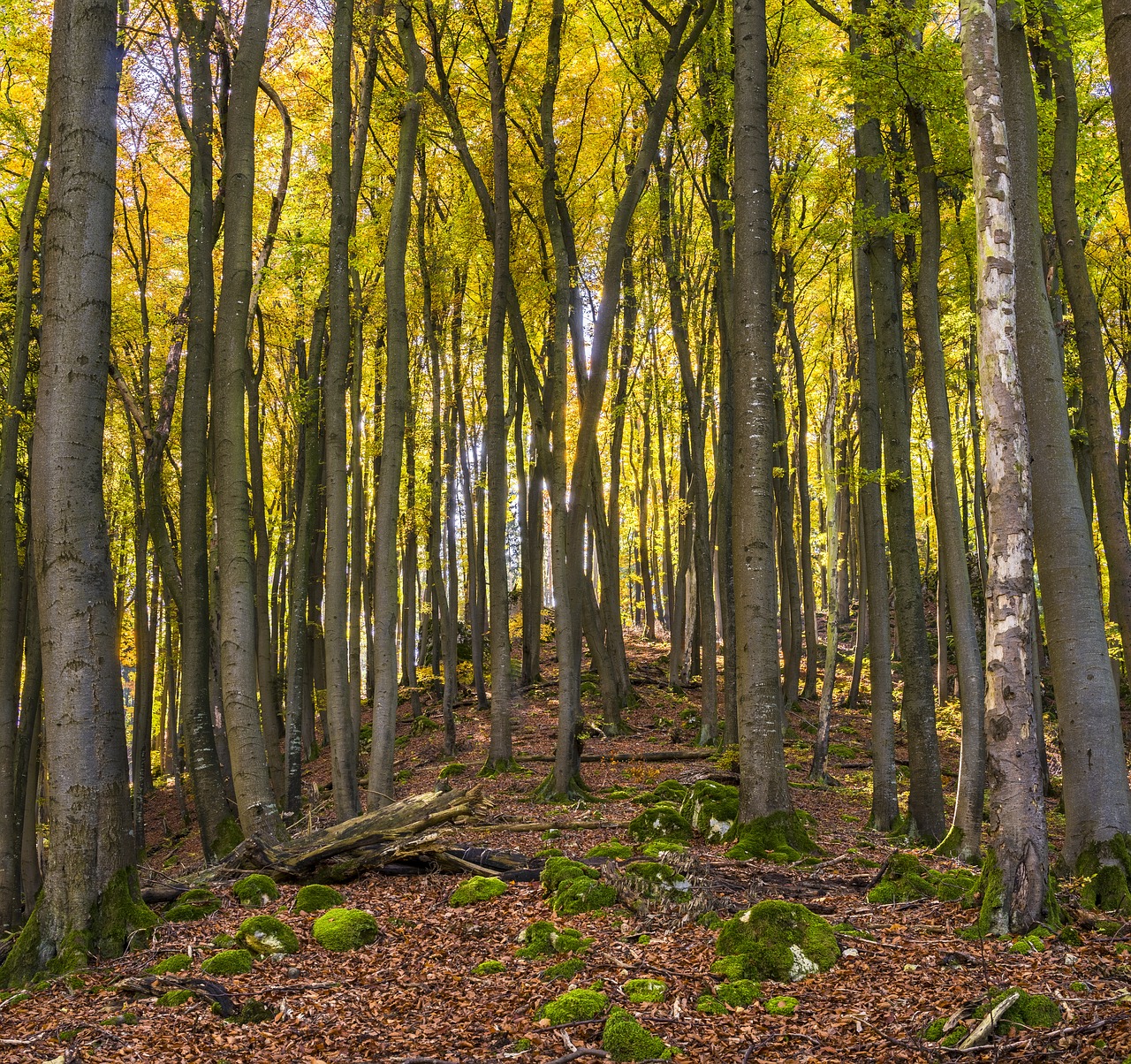 mountain trees hill free photo