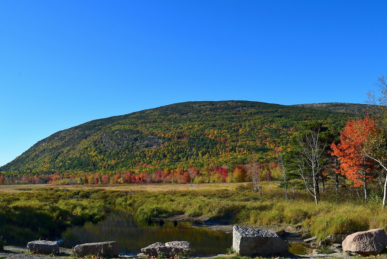 mountain tree pond free photo