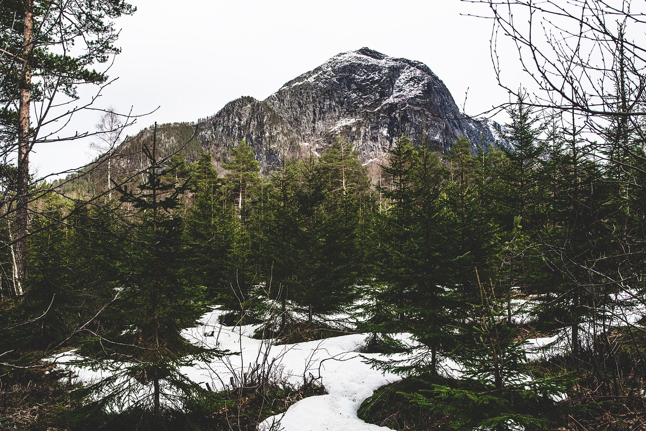 mountain norway trees free photo