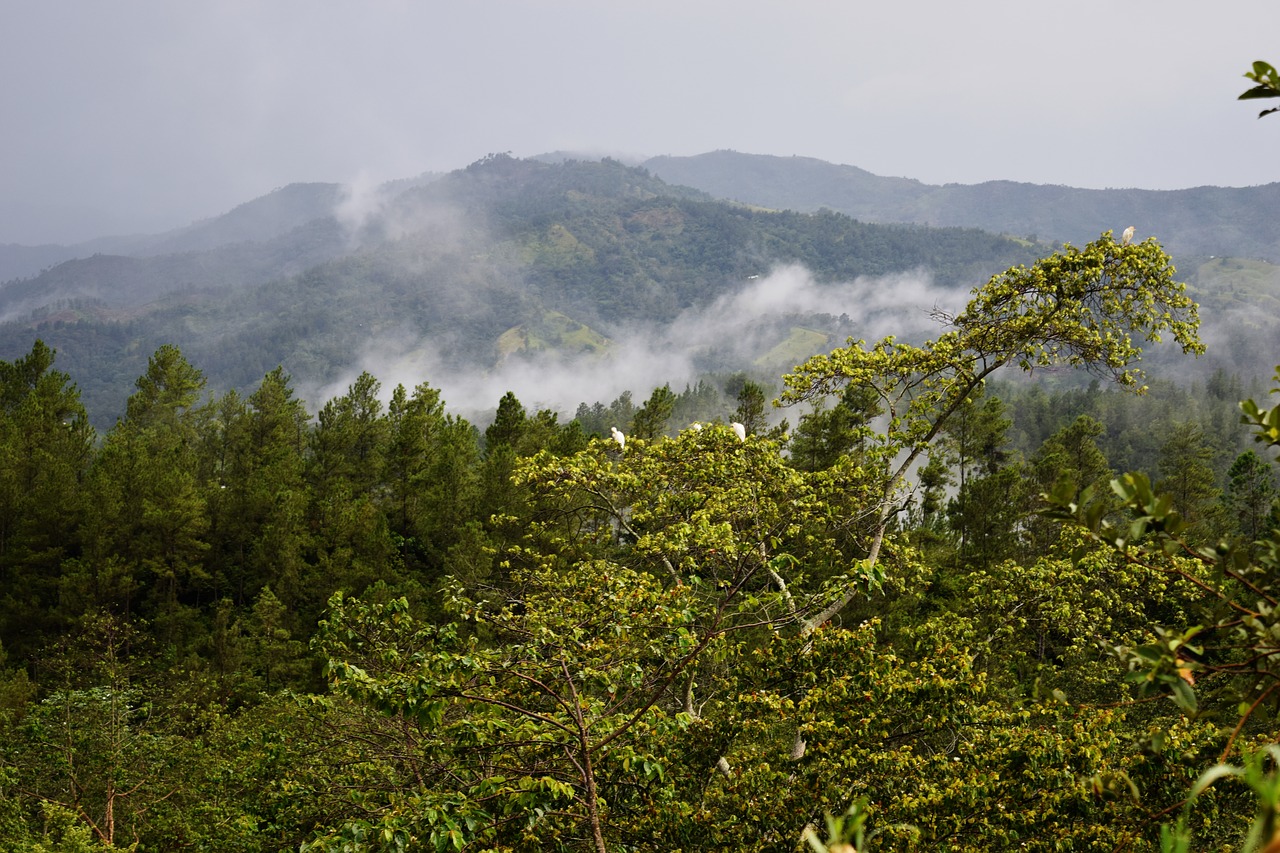 mountain fog landscape free photo