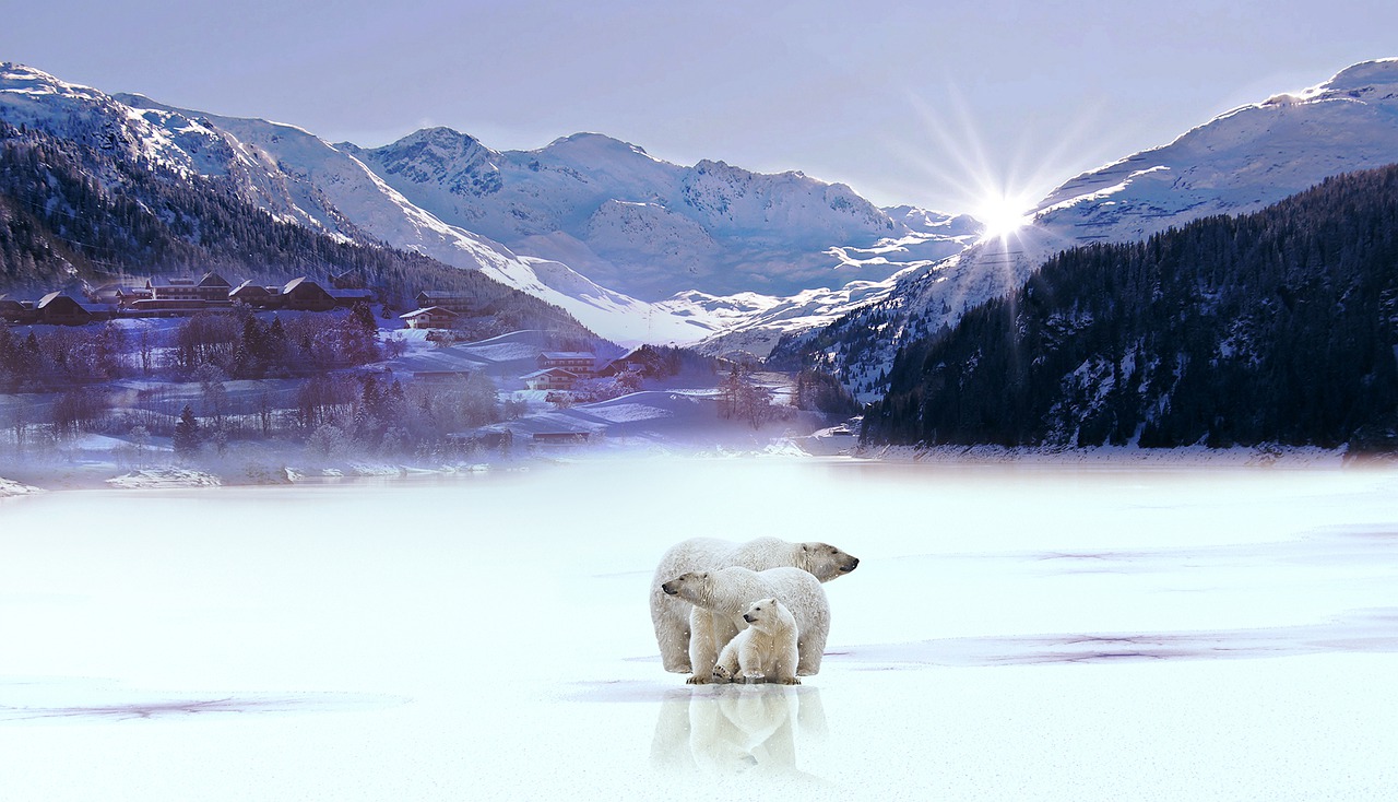 mountain snow polar bear free photo