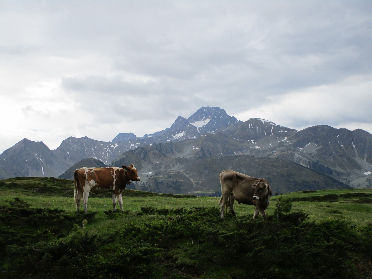 mountain landscape meadow free photo