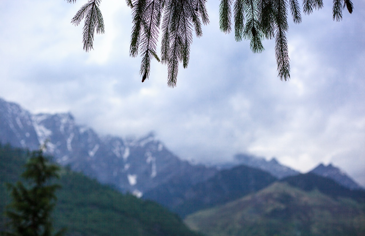 mountain tree nature free photo