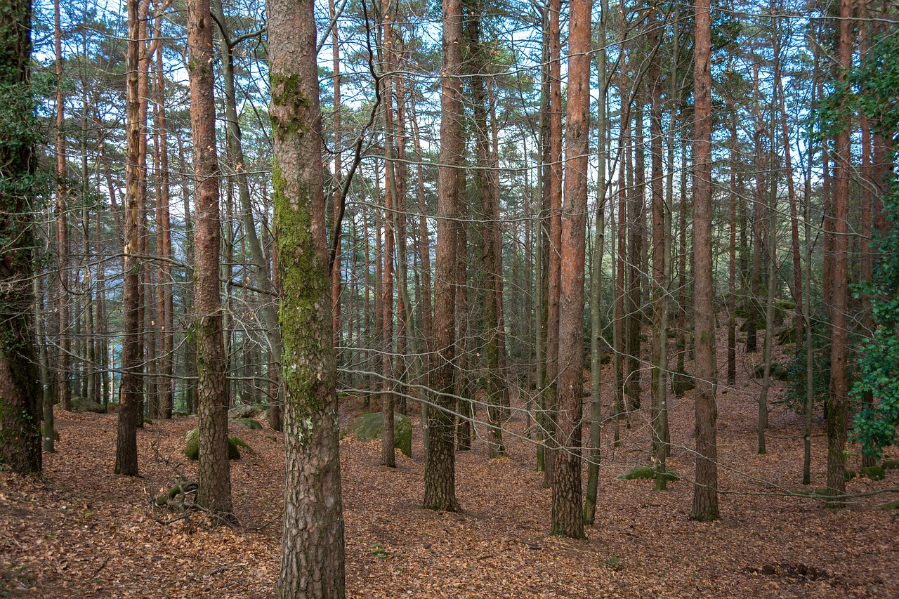 mountain  nature  trees free photo