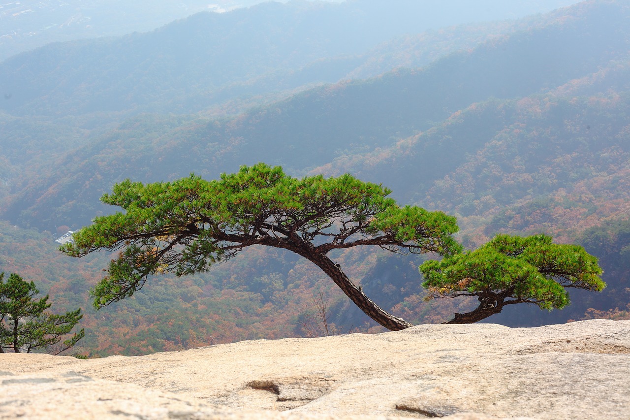 mountain  rock  pine free photo