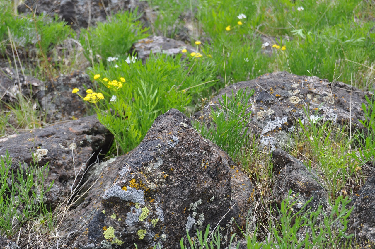 mountain  rock  flower free photo