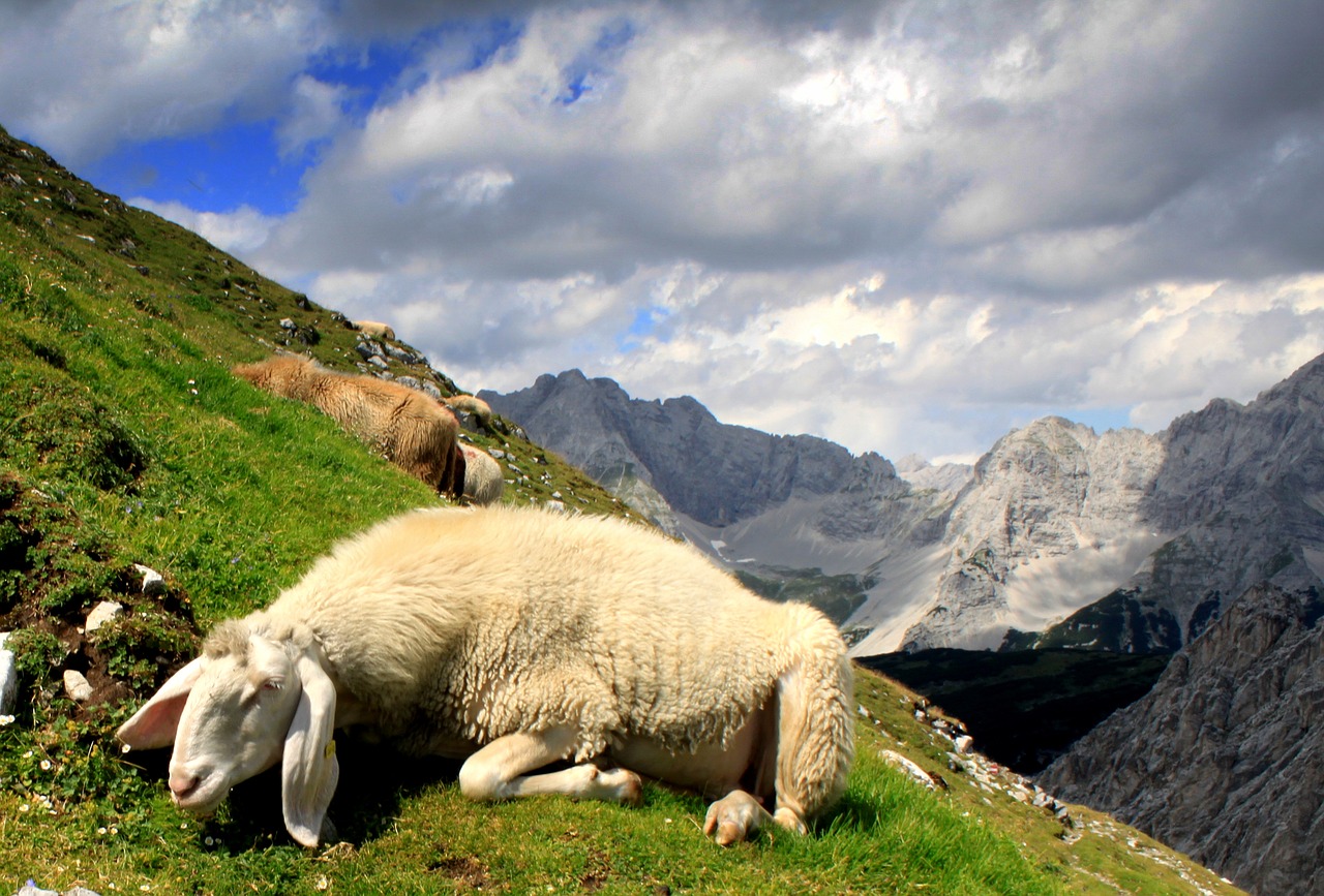 mountain  sheep  nature free photo