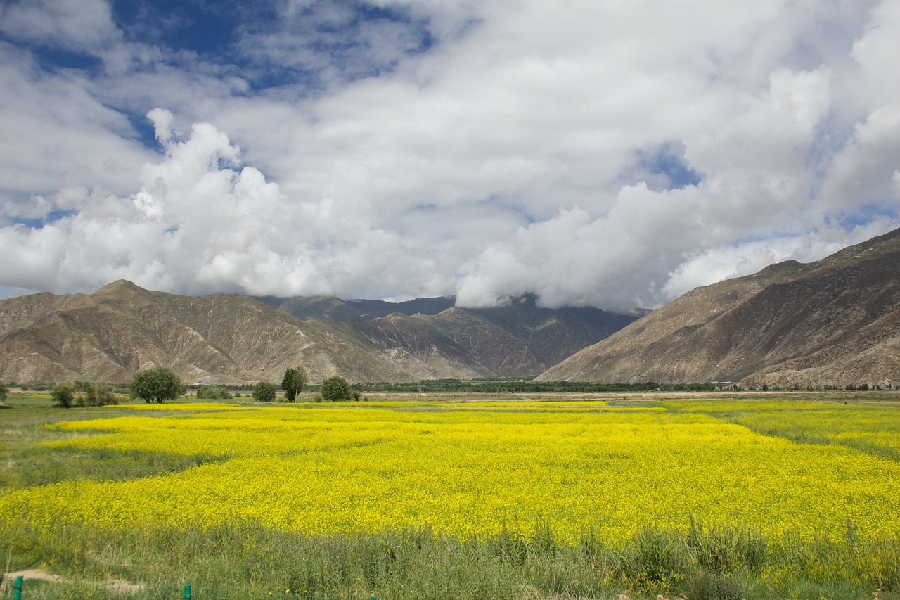 mountain field meadow free photo