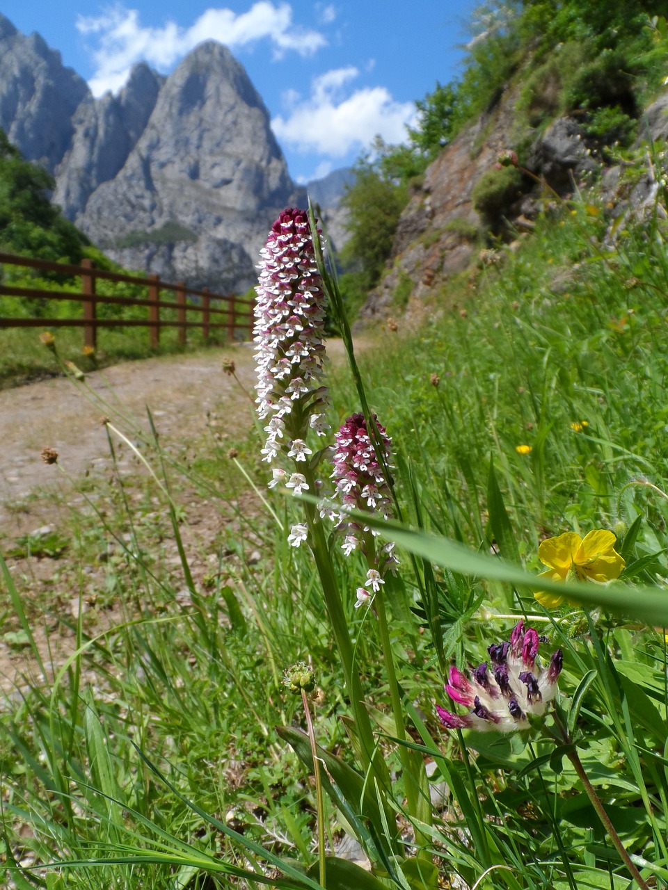 mountain  flower  orchid free photo