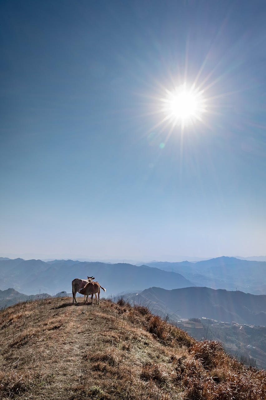 mountain  cow  eat free photo