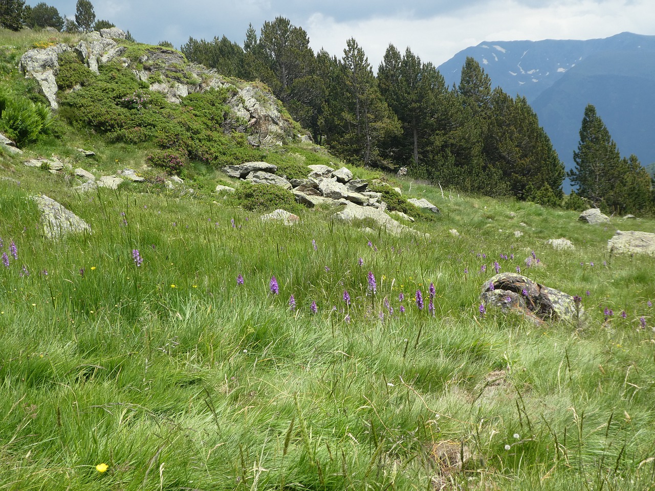 mountain  flowers  andorra free photo