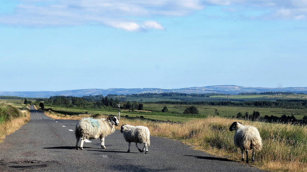 mountain  nature  sheep free photo