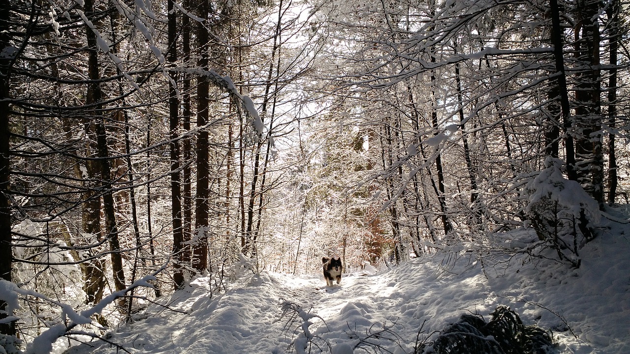 mountain  dog  snow free photo