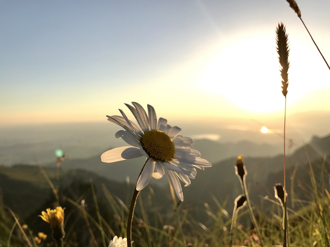 mountain  flower  summer free photo