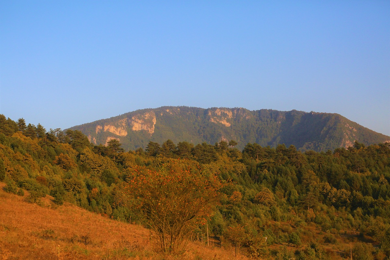 mountain  landscape  forest free photo