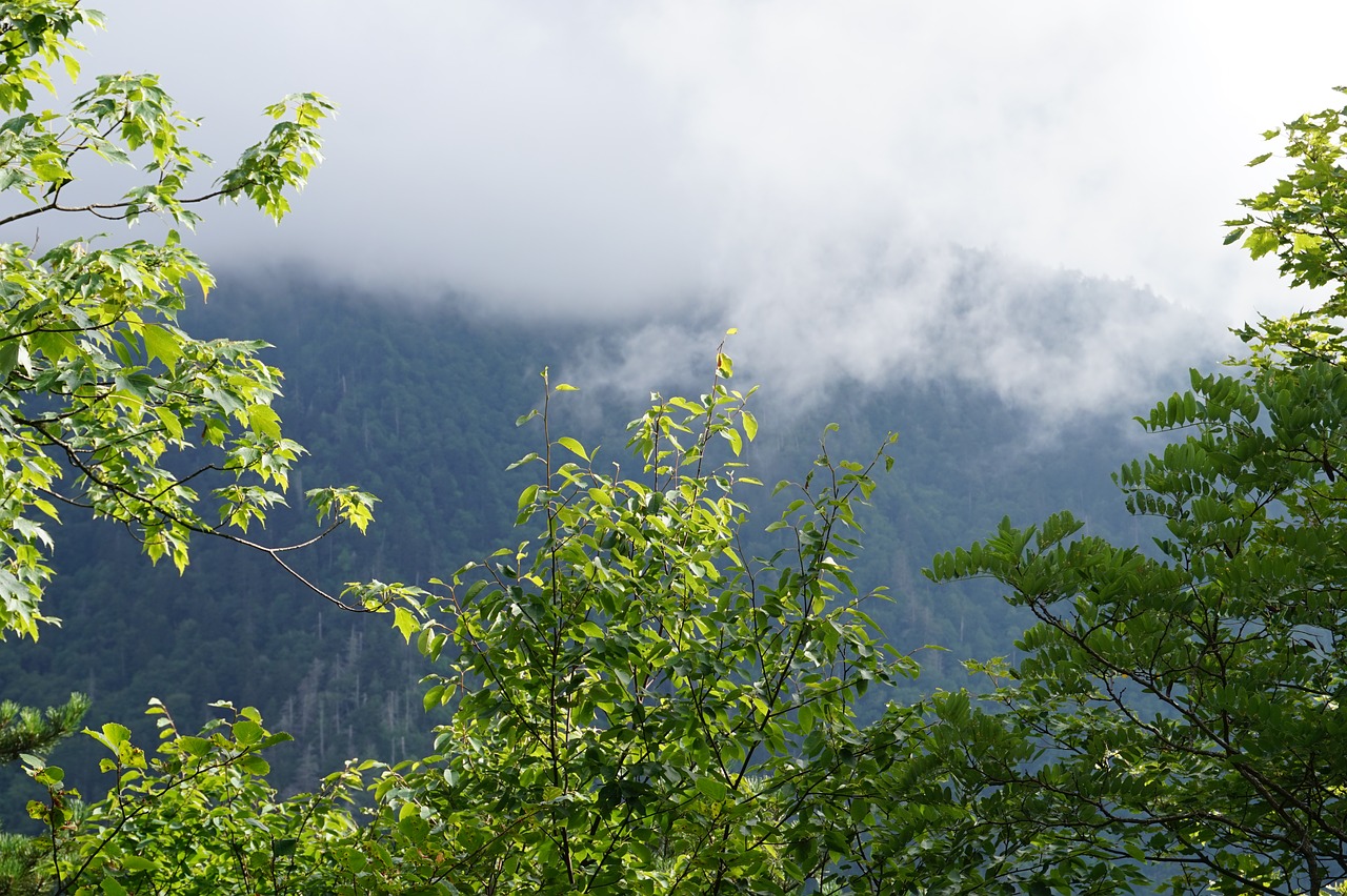 mountain  fog  trees free photo