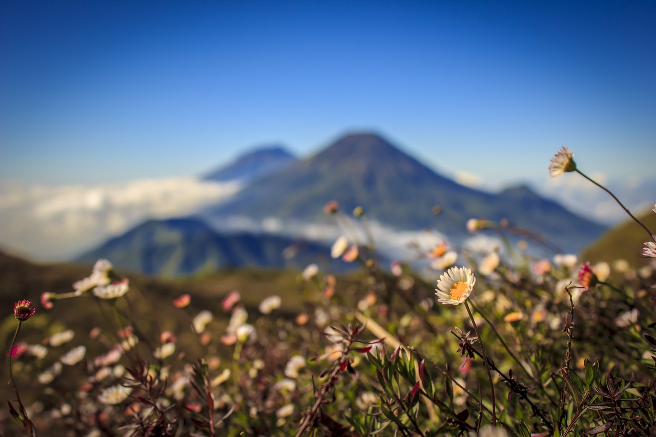 mountain  flower  landscape free photo