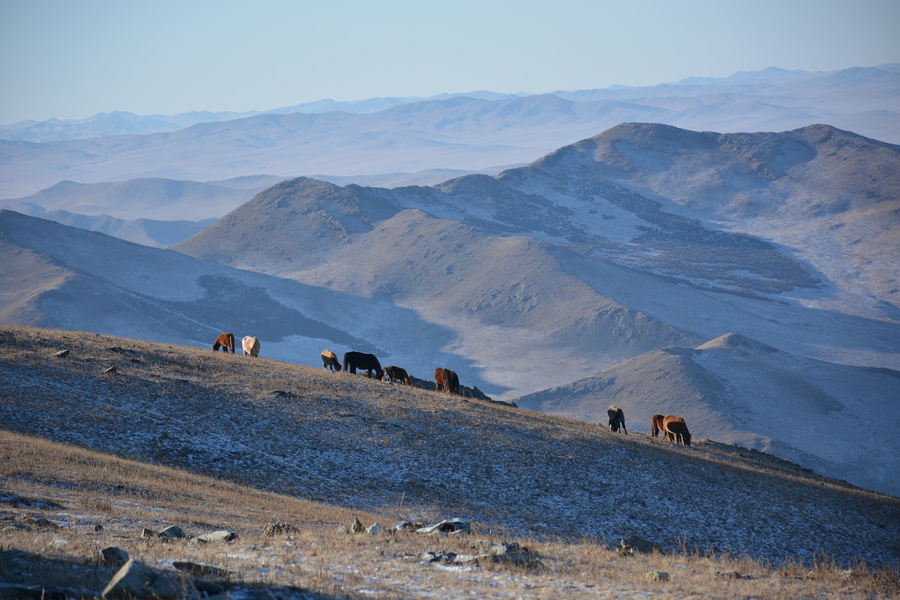 mountain  livestock  horses free photo