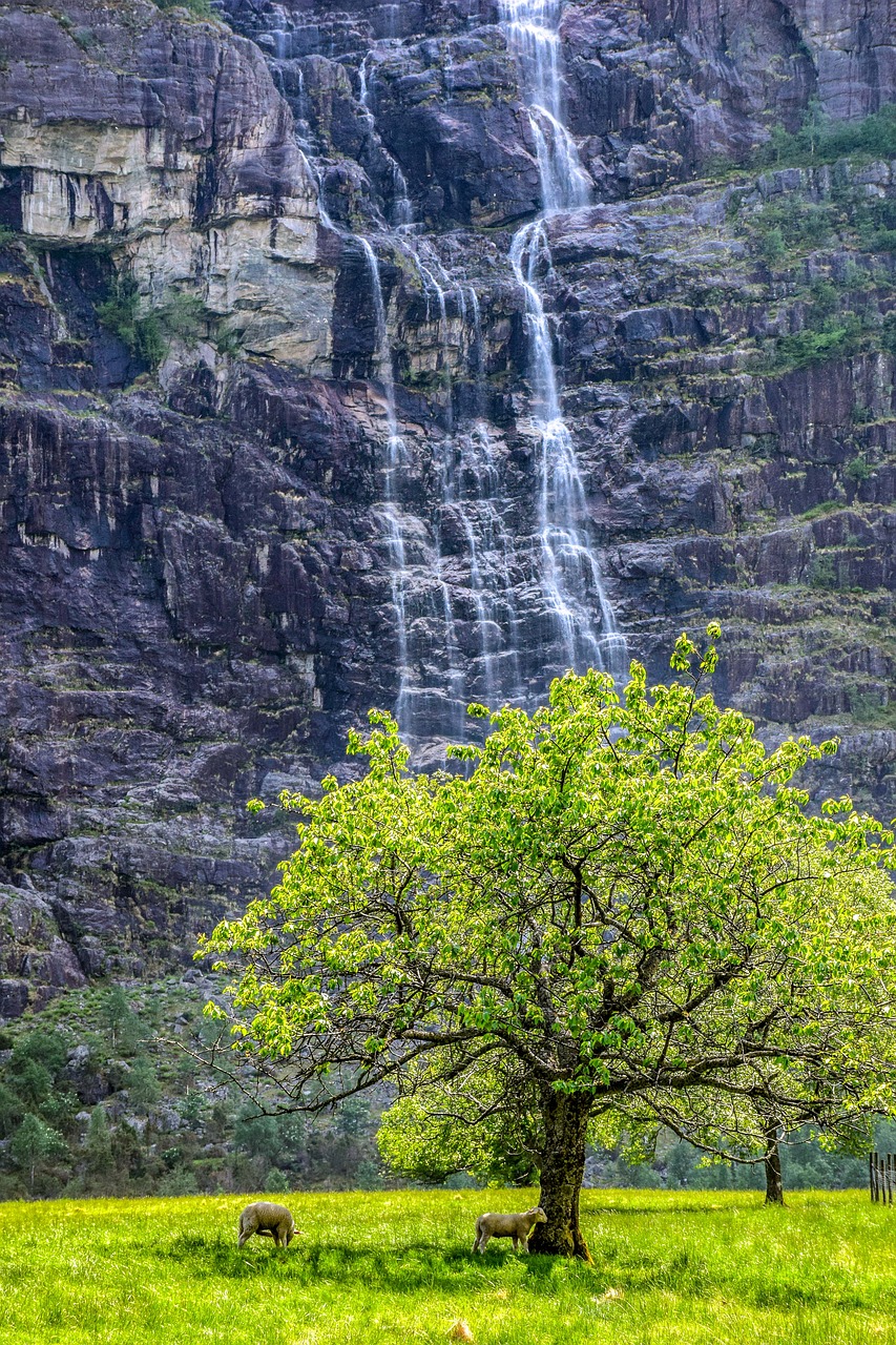 mountain  waterfall  sheep free photo