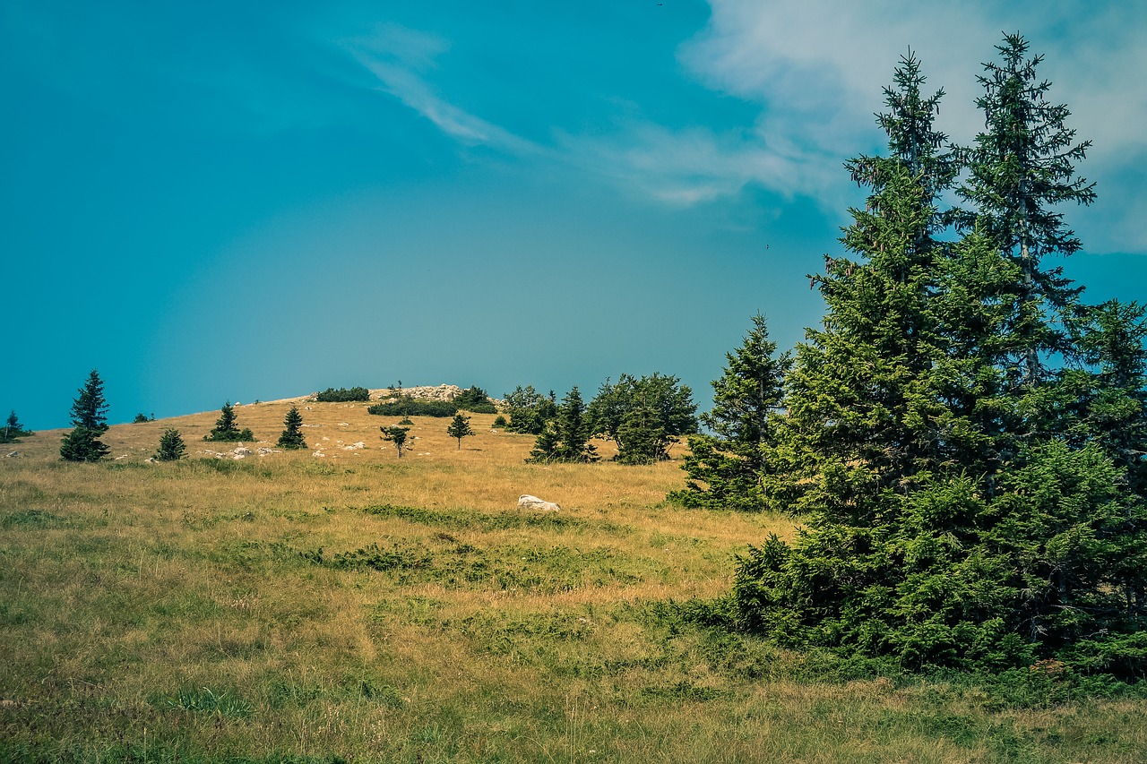 mountain  fir  nature free photo