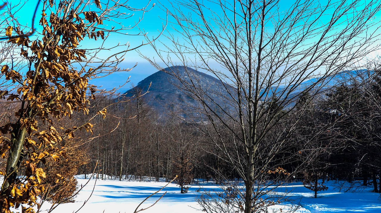 mountain  forest  snow free photo