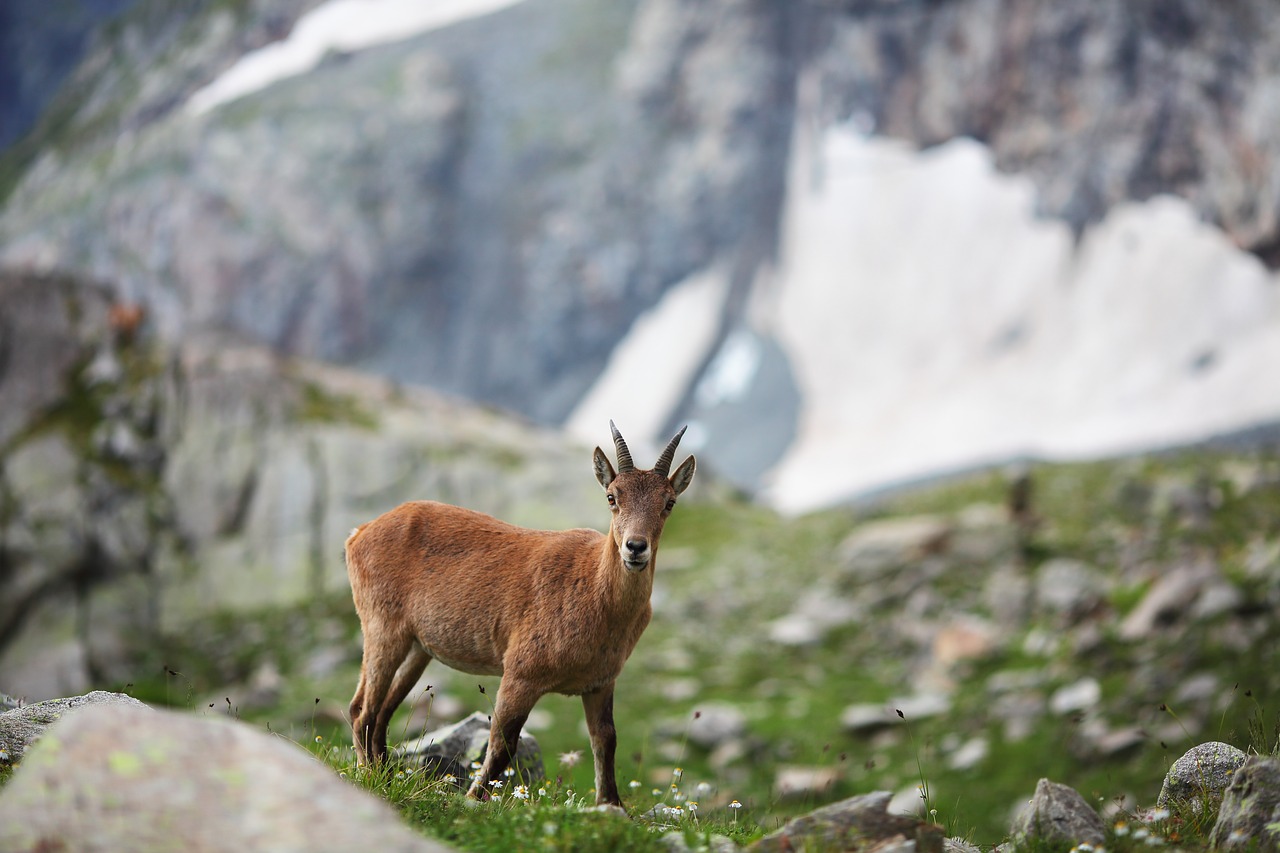 mountain  goat  nature free photo