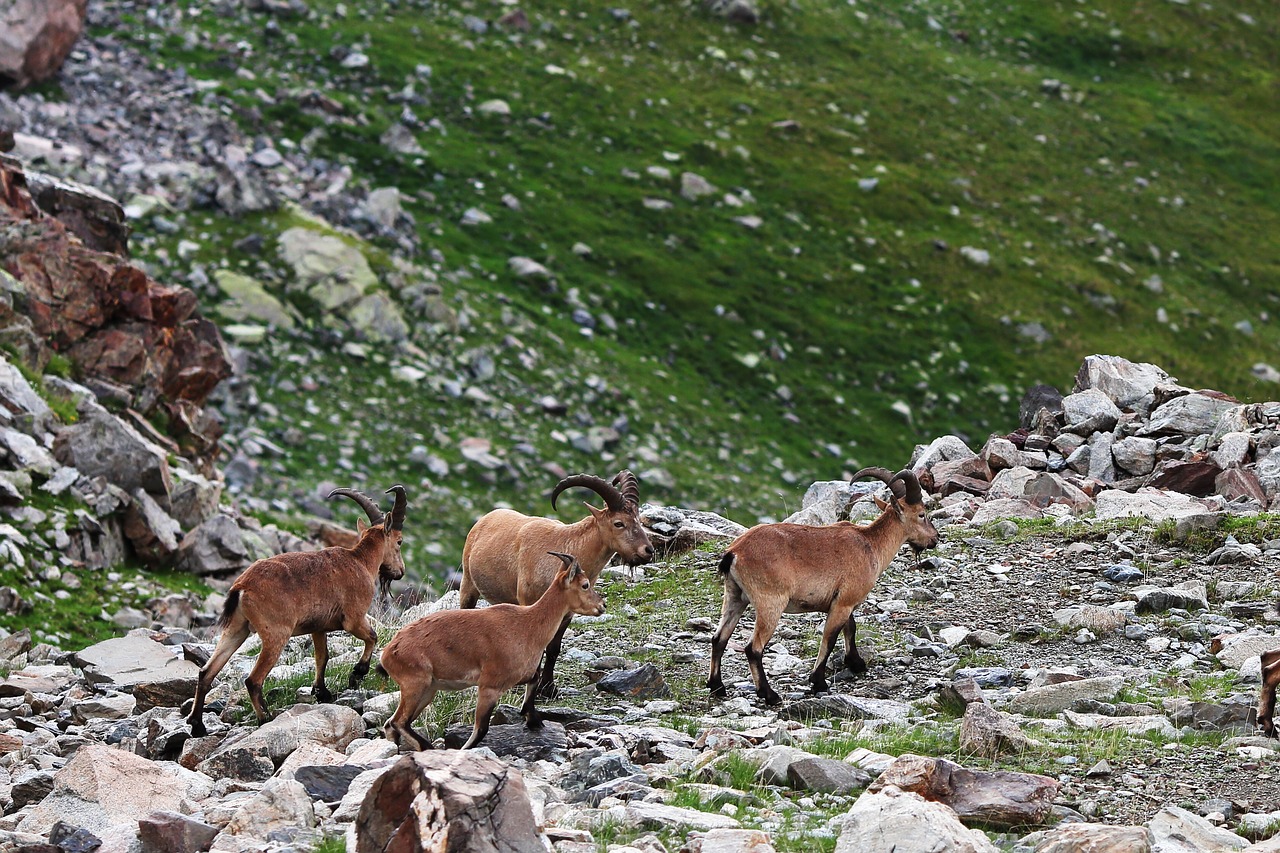mountain  goat  nature free photo