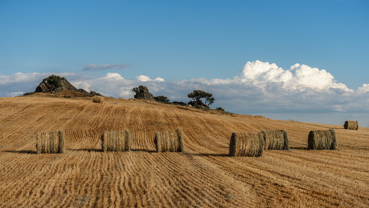 mountain  field  wheat free photo