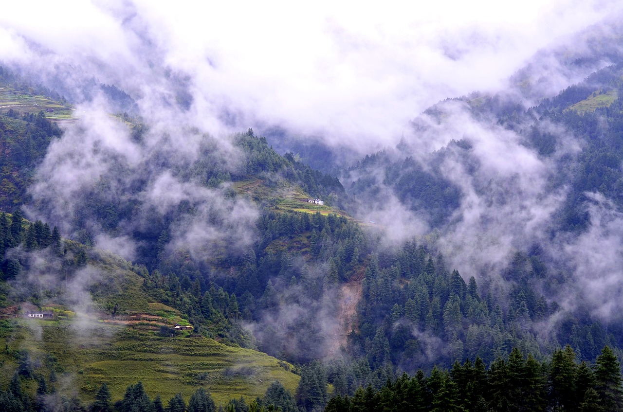 mountain  forest  landscape free photo