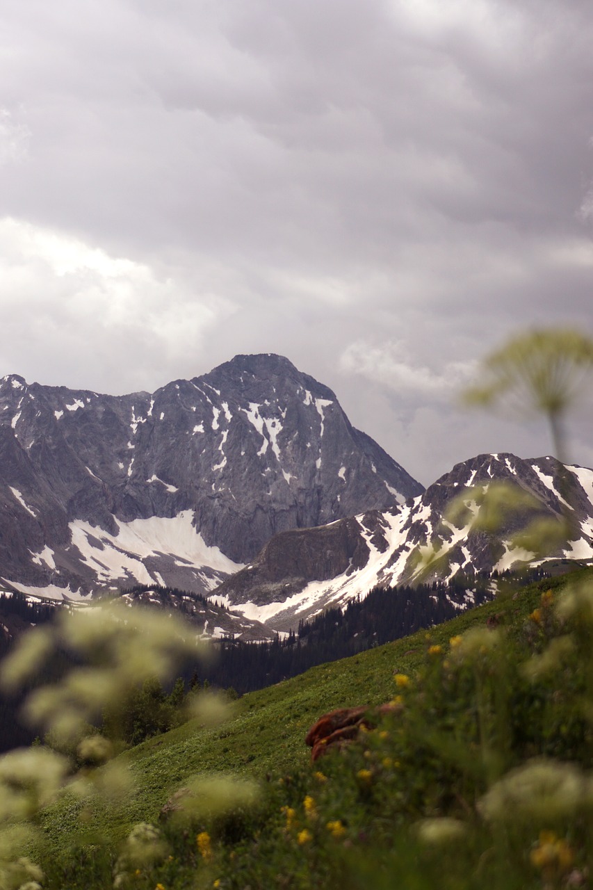 mountain  colorado  wildflowers free photo