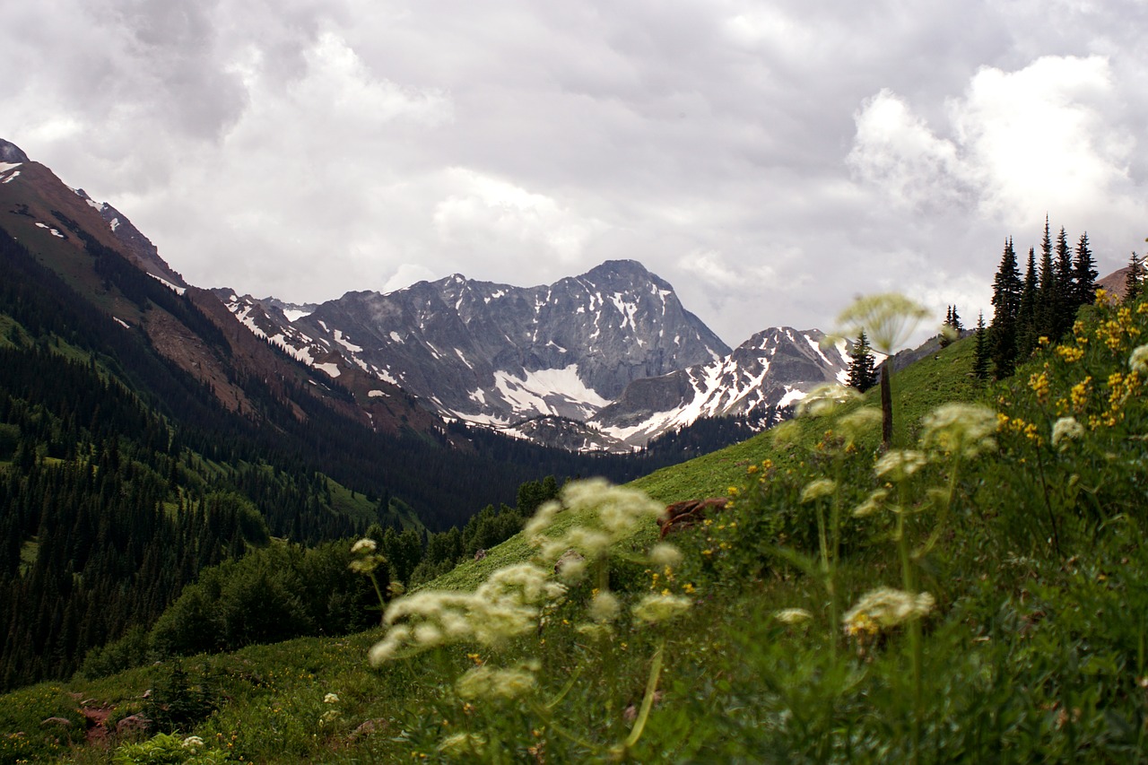 mountain  colorado  wildflowers free photo