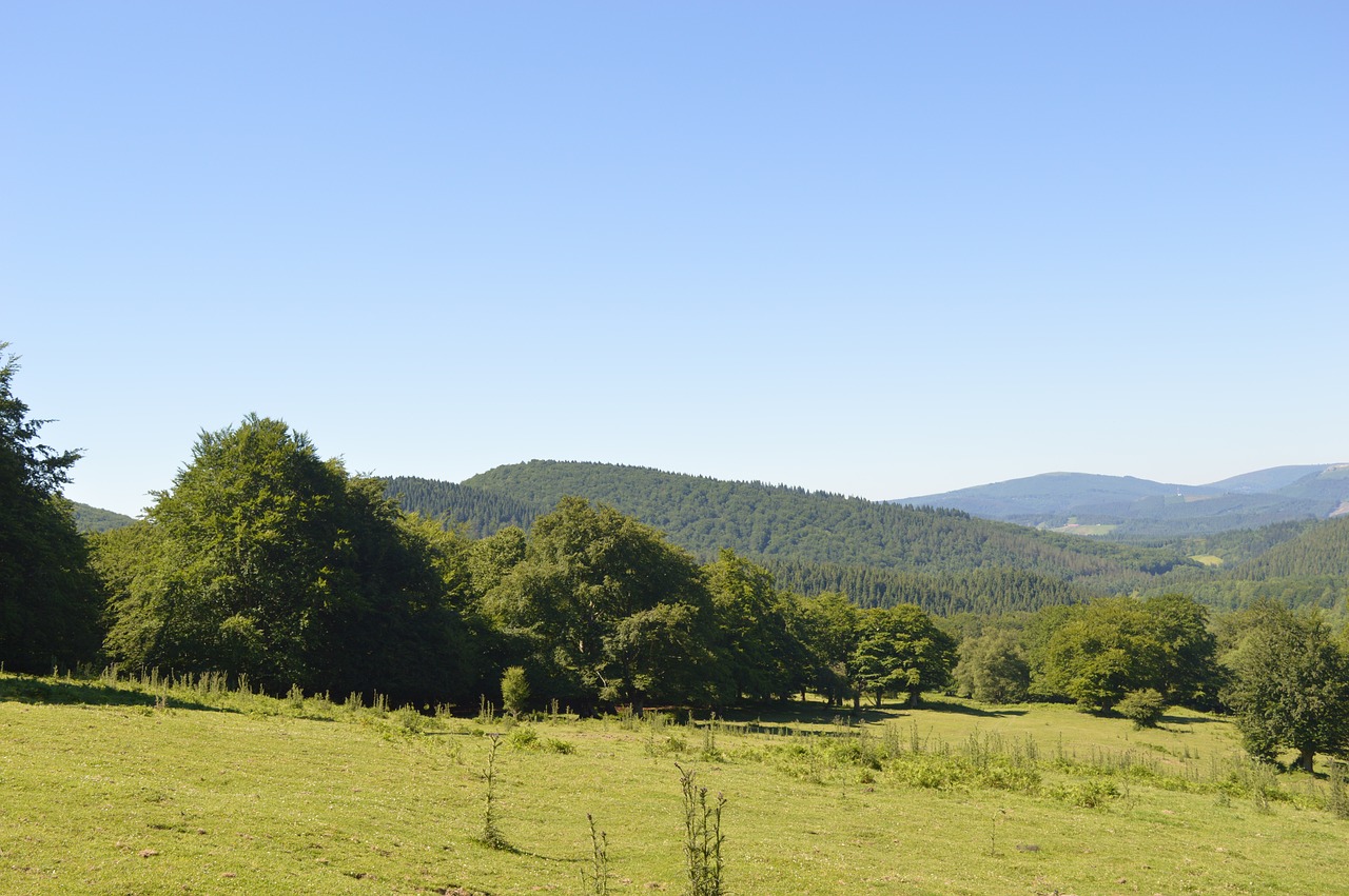 mountain  meadow  spring free photo