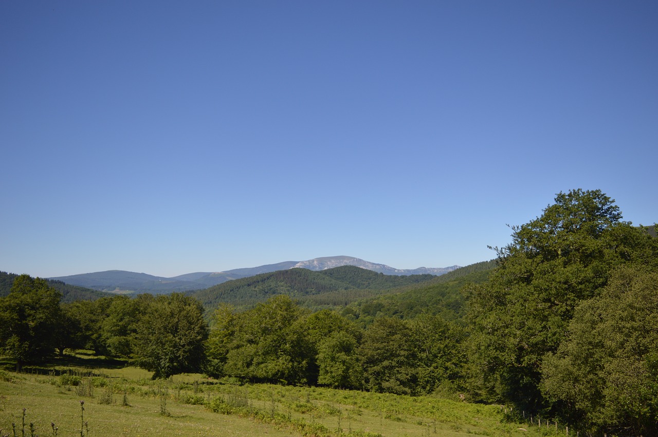 mountain  meadow  spring free photo