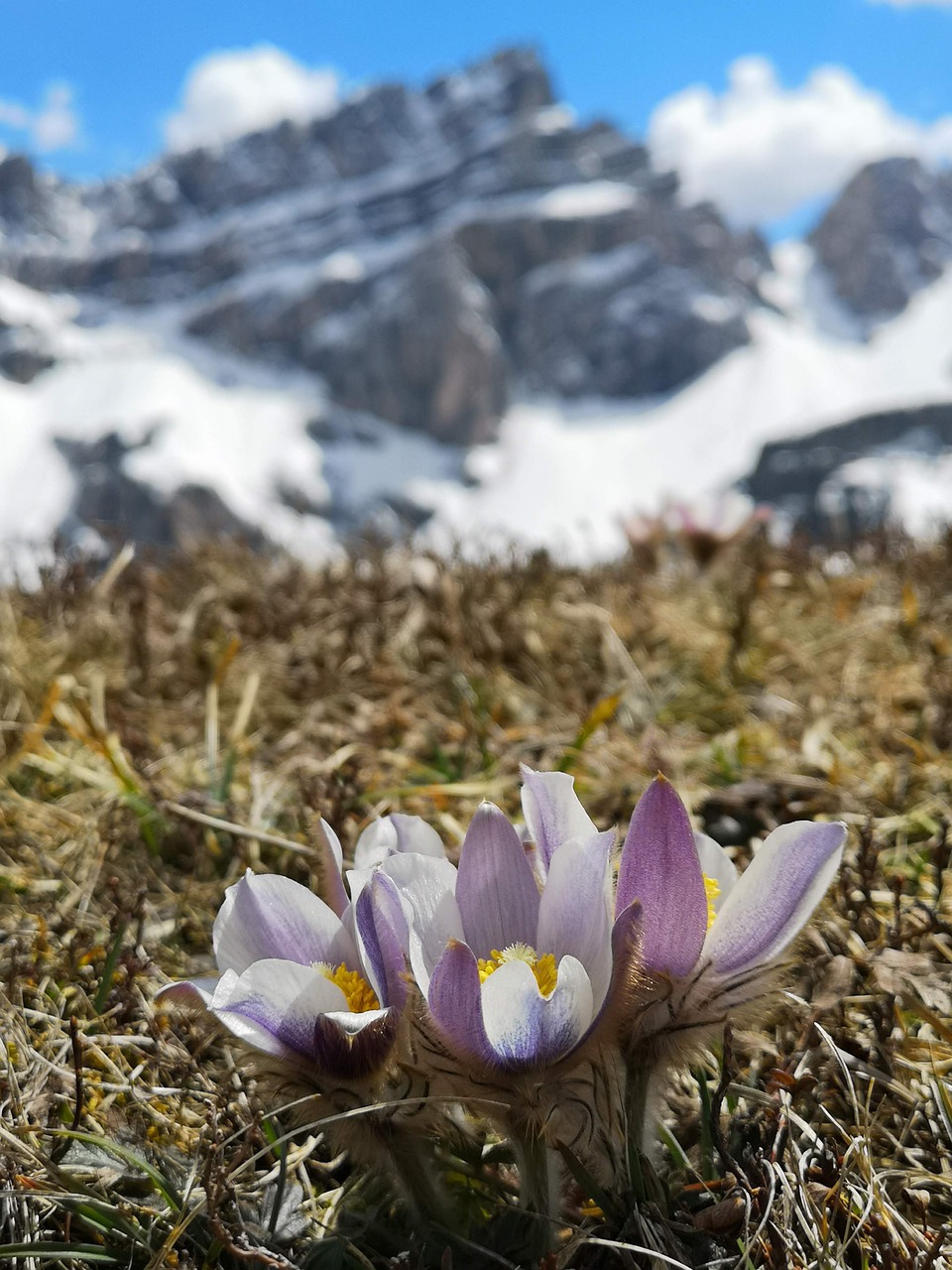 mountain  rock  flowers free photo