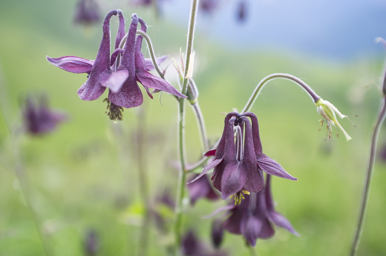 mountain  nature  flower free photo